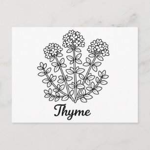 Illustration von Thymiankraut in Schwarzweiß Botan Postkarte