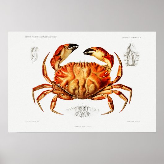 Illustration von Vintag Dungeness Crab Poster (Vorne)