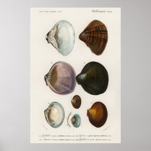 Illustration von Vintage-Meeresschnecken Poster (Vorne)