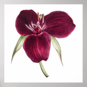 Illustration von Vintage Sweet Trillium in Blüte Poster