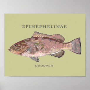 Illustration von Zackenbarschen Poster