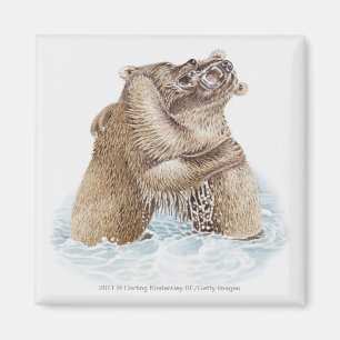Illustration von zwei Braunbären, die im Wasser Magnet
