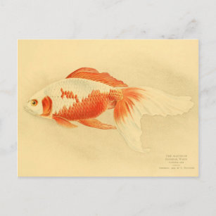 Illustration Watonai Goldfisch Koï Postkarte