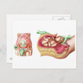 Illustration zur Darstellung der Lieferung von Föt Postkarte (Vorne/Hinten)