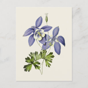 Illustration zur Vintagen blauen Kolumbin-Blume Postkarte