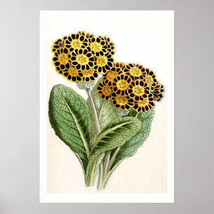 Illustration zur Vintagen Blume "Polyanthus" Poster