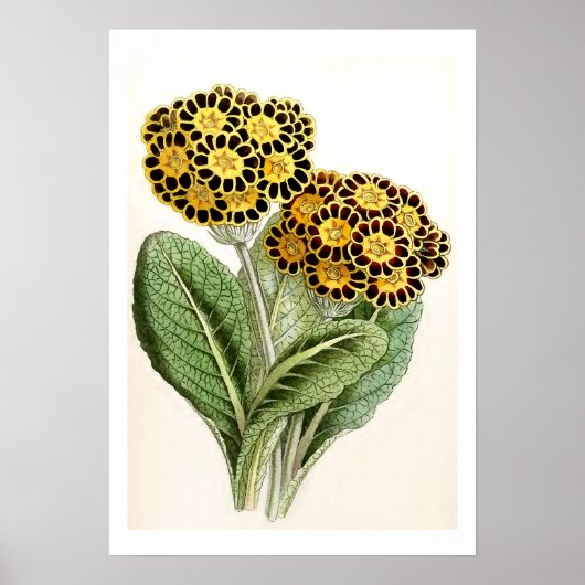 Illustration zur Vintagen Blume "Polyanthus" Poster (Vorne)