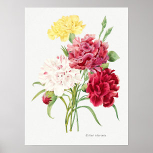 Illustration zur Vintagen Blume Poster
