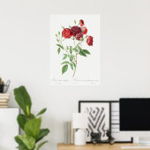 Illustration zur Vintagen Rose Poster (Heimbüro)