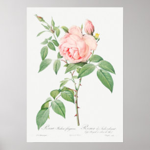Illustration zur Vintagen Rose Poster