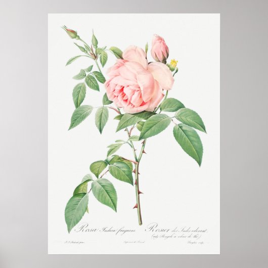 Illustration zur Vintagen Rose Poster (Vorne)
