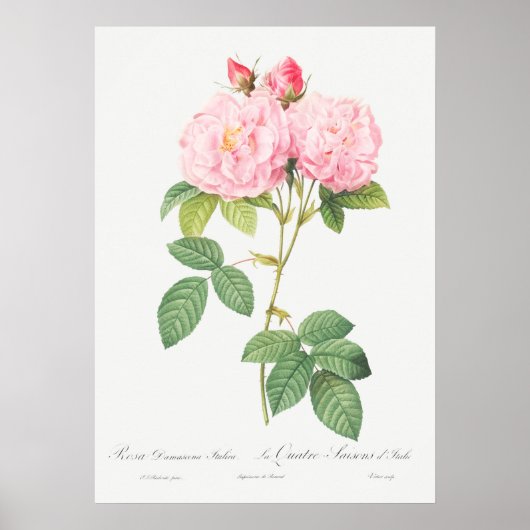 Illustration zur Vintagen Rose Poster (Vorne)
