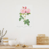 Illustration zur Vintagen Rose Poster (Küche)