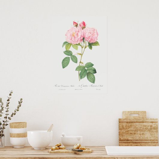 Illustration zur Vintagen Rose Poster (Küche)