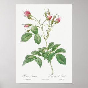 Illustration zur Vintagen Rose Poster