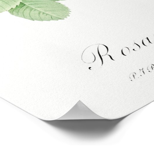 Illustration zur Vintagen Rose Poster (Ecke)