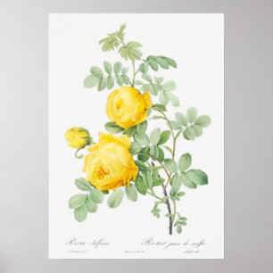 Illustration zur Vintagen Rose Poster