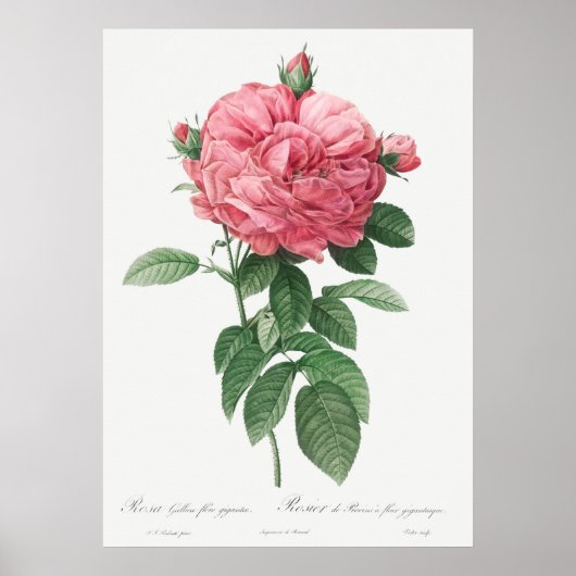 Illustration zur Vintagen Rose Poster (Vorne)