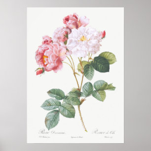 Illustration zur Vintagen Rose Poster