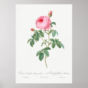 Illustration zur Vintagen Rose Poster
