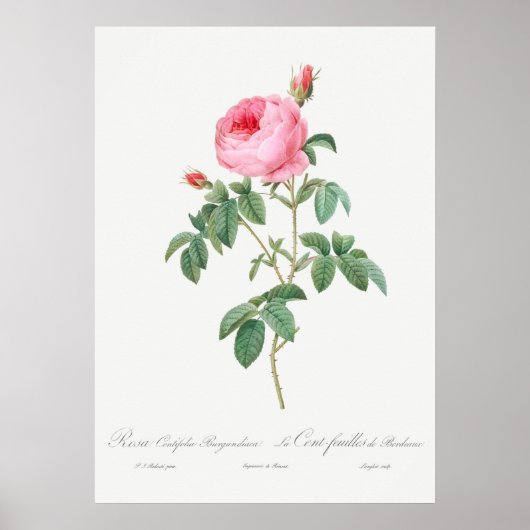 Illustration zur Vintagen Rose Poster (Vorne)