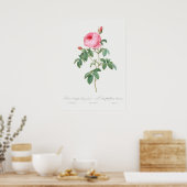 Illustration zur Vintagen Rose Poster (Küche)