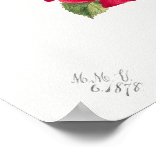 Illustration zur Vintagen Rose Poster (Ecke)