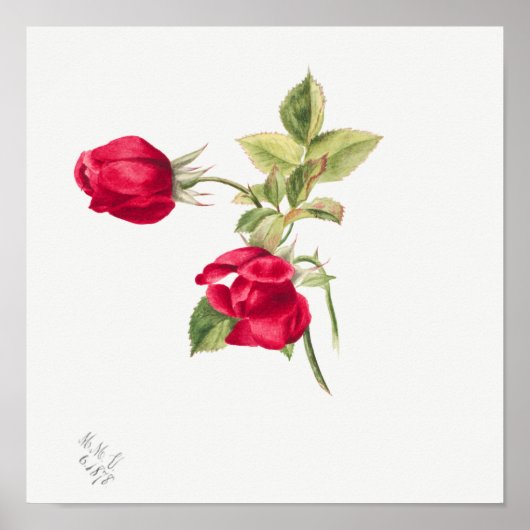 Illustration zur Vintagen Rose Poster (Vorne)