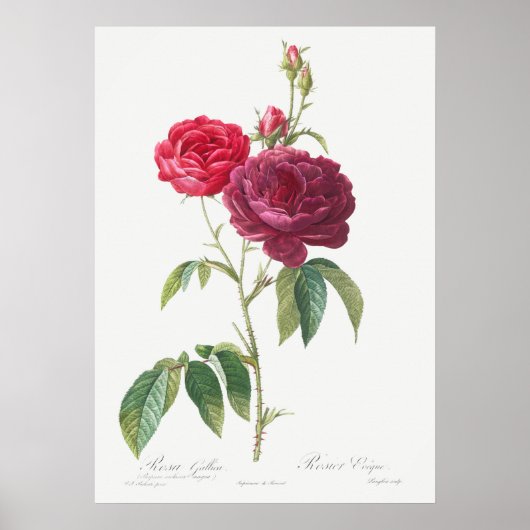 Illustration zur Vintagen Rose Poster (Vorne)