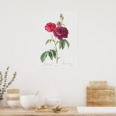 Illustration zur Vintagen Rose Poster (Küche)