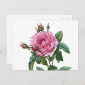 Illustration zur Vintagen Rose Postkarte (Vorne/Hinten)