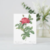 Illustration zur Vintagen Rose Postkarte (Stehend Vorderseite)