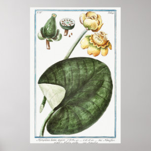 Illustration zur Vintagen Wasserlilie Poster