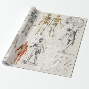 Illustrationen zur Vintagen Anatomie Geschenkpapier