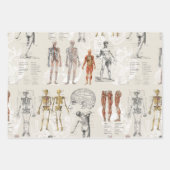 Illustrationen zur Vintagen Anatomie Geschenkpapier Set (Vorderseite)