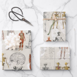 Illustrationen zur Vintagen Anatomie Geschenkpapier Set