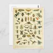 Illustrationsinsekten Postkarte (Vorne/Hinten)