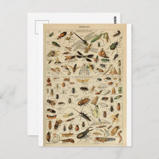 Illustrationsinsekten Postkarte (Vorne/Hinten)