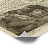 Illustrationskarten Poster (Ecke)
