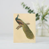 Illustrationspfeife Postkarte (Stehend Vorderseite)