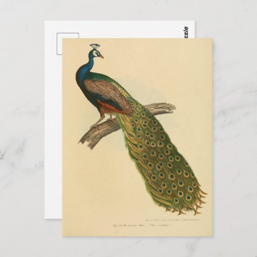 Illustrationspfeife Postkarte (Vorne/Hinten)