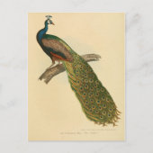 Illustrationspfeife Postkarte (Vorderseite)