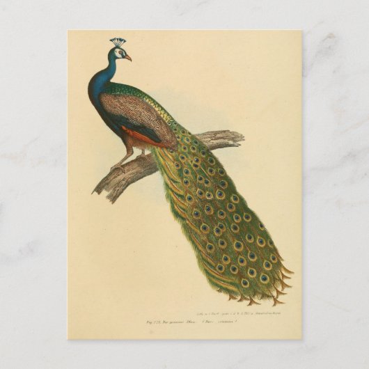 Illustrationspfeife Postkarte (Vorderseite)