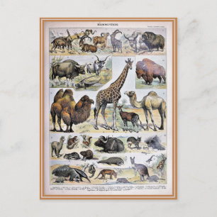 Illustrationswörterbuch Postkarte