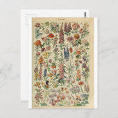 Illustrationswörterbuchflöhe Postkarte (Vorne/Hinten)