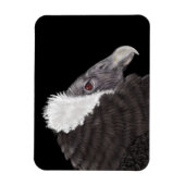 Illustriert Andean Condor Magnet (Vertikal)