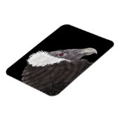 Illustriert Andean Condor Magnet (Linke Seite)
