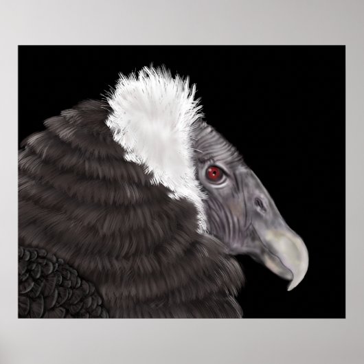 Illustriert Andean Condor Poster (Vorne)