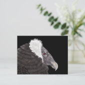 Illustriert Andean Condor Postkarte (Stehend Vorderseite)