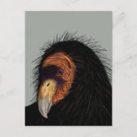 Illustriert California Condor